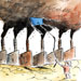 international cartoon competitions