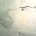 umo international cartoon competition